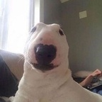 Onlyfans leaked amaaterasuu 

 profile picture