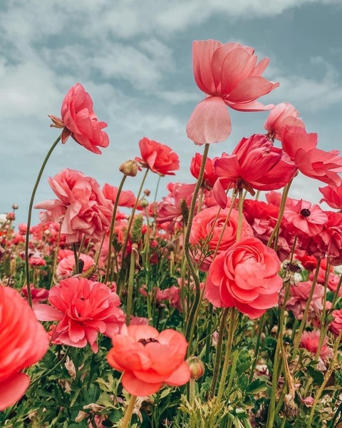 Header of babybroccoli