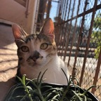 catladybrazilian OnlyFans Leaked Photos and Videos 

 profile picture