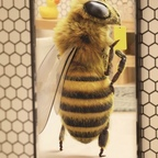 Hornet’s Honey🍯🐝 hornetshoney Leak OnlyFans 

 profile picture