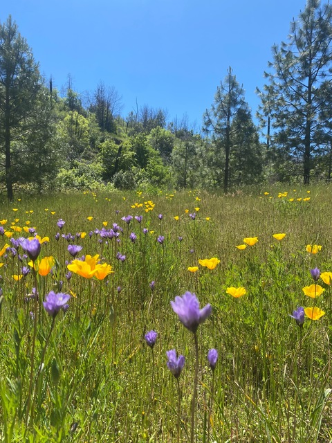 Header of lilbuttercup