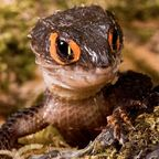 momonga (Salacious Skink) free OnlyFans Leaked Pictures & Videos 

 profile picture
