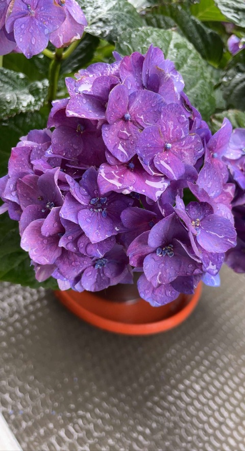 Header of primetimeisla