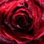 rosebud26 (Rosebud) OnlyFans Leaks 

 profile picture