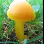 tinyclitdick (Little Button) OnlyFans Leaked Content 

 profile picture