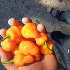 u37866761 (Joe Green) OnlyFans Leaks 

 profile picture